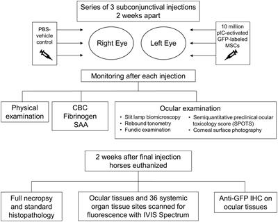Preliminary evaluation of safety and migration of immune activated mesenchymal stromal cells administered by subconjunctival injection for equine recurrent uveitis